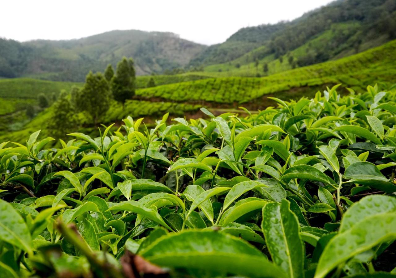 Arivikad Tea Bungalow Munnar By Voye Homes Suryanelli Exterior photo